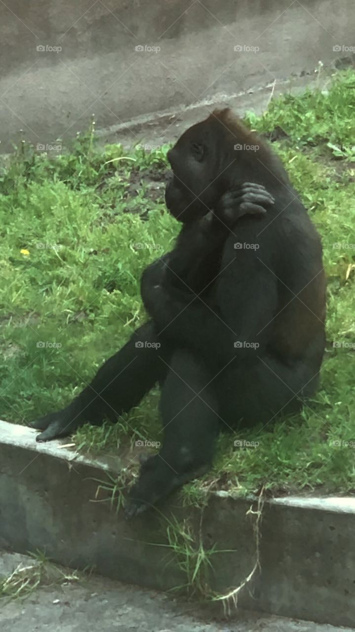 Gorilla 