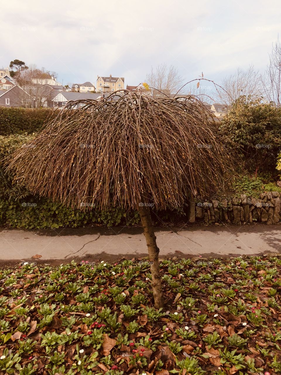 A most unusual shaped tree, perhaps it’s shaped like a mop, nine the less it has an attractive presence.