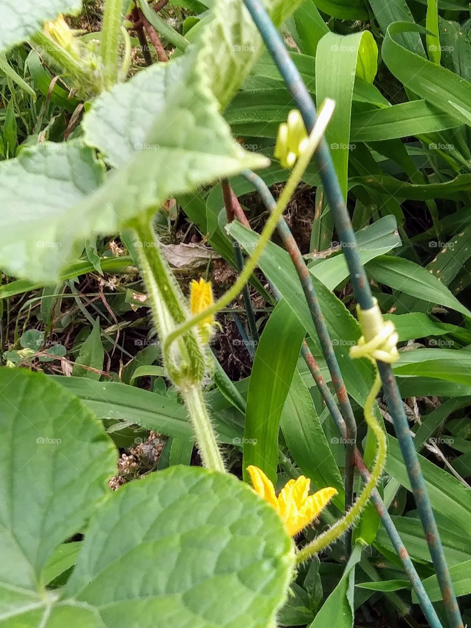 tendrils on a wire fence