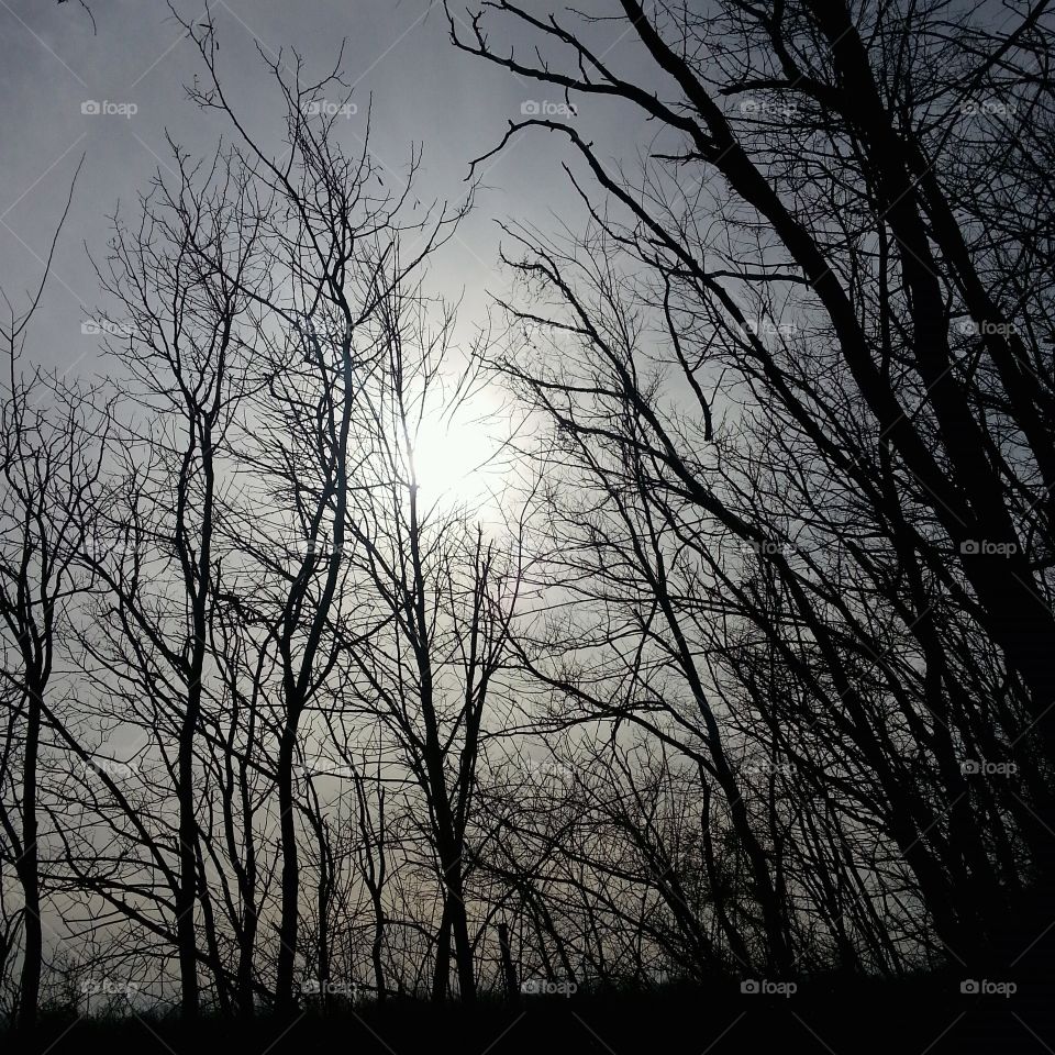 Sunset through the bare trees of winter