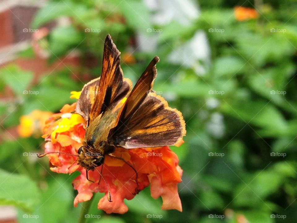 Skipper at rest