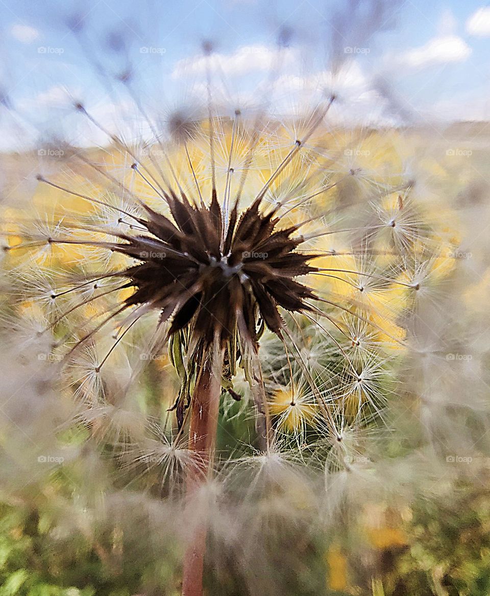Dandelion puff