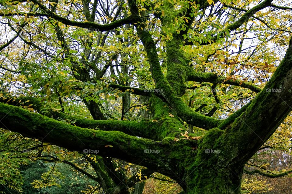 Green moss in the tree 