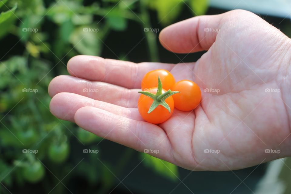Close-up of hand with orange tomatos