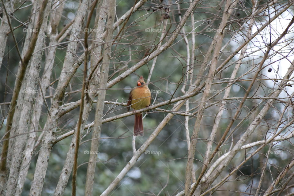 Bird perching on bare tree