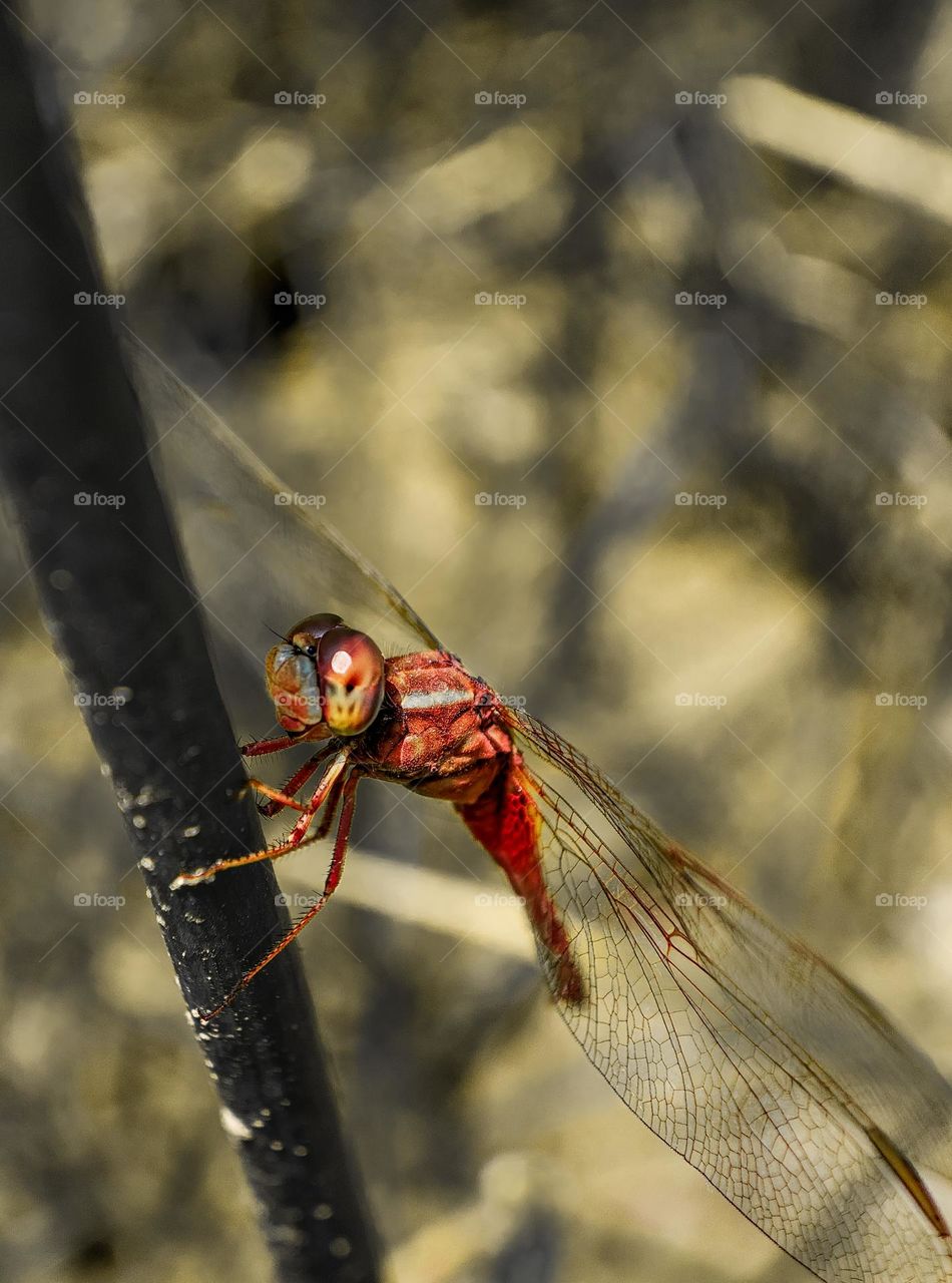 Dragon fly giving me angry look