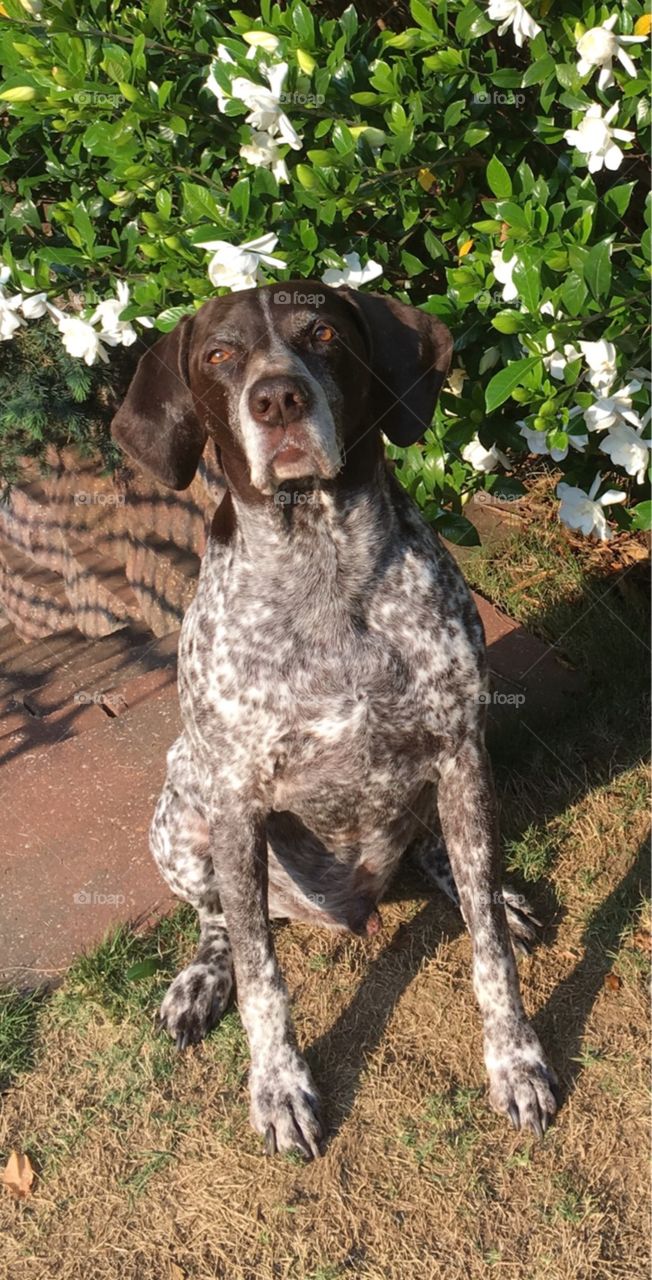 German shorthaired pointer