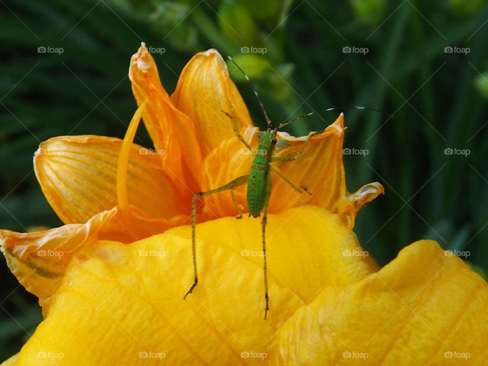 Insect On A Flower