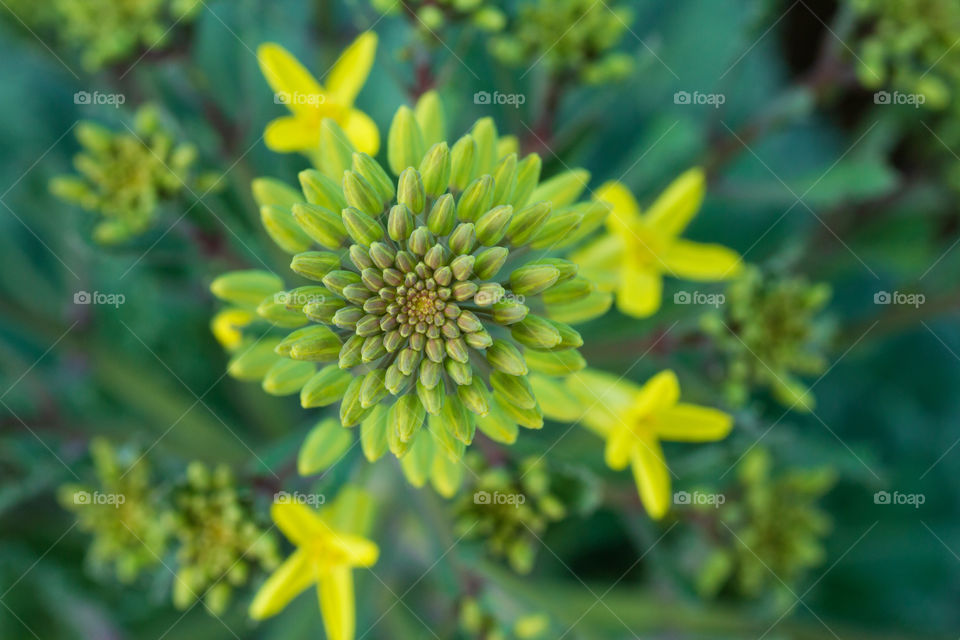 Kale yellow flowers