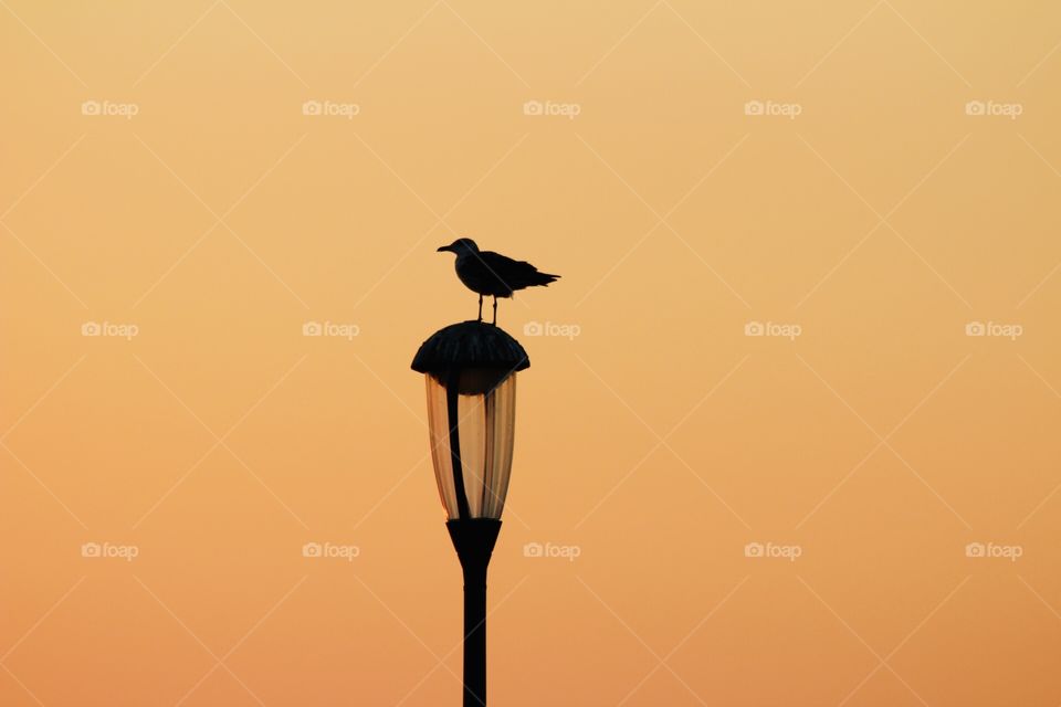 Bird on the street Lamp, Silhouette and Shadow 