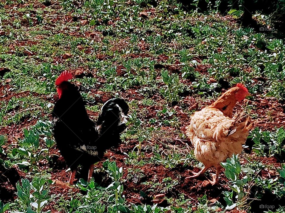 Rooster and chicken