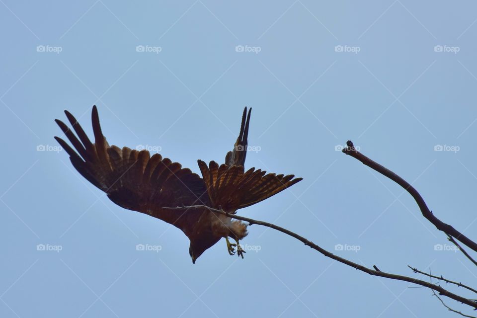 Swooping down for prey