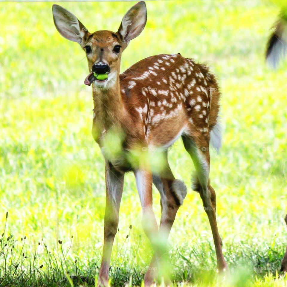 baby bambi eating an apple,  tong hanging out on a beautiful summer day