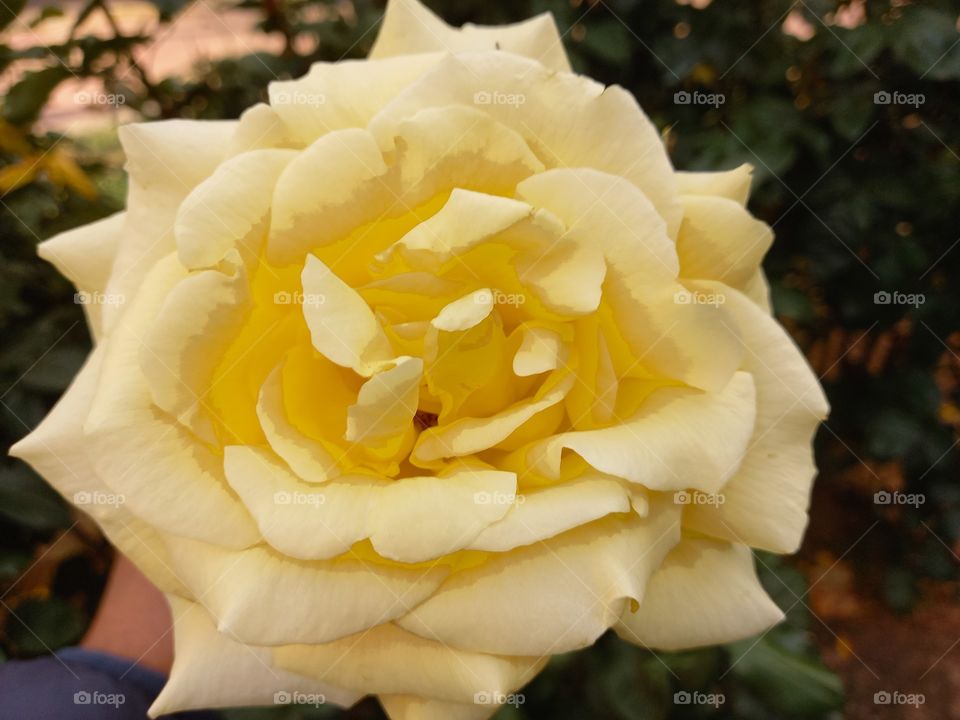 Yellow Rose