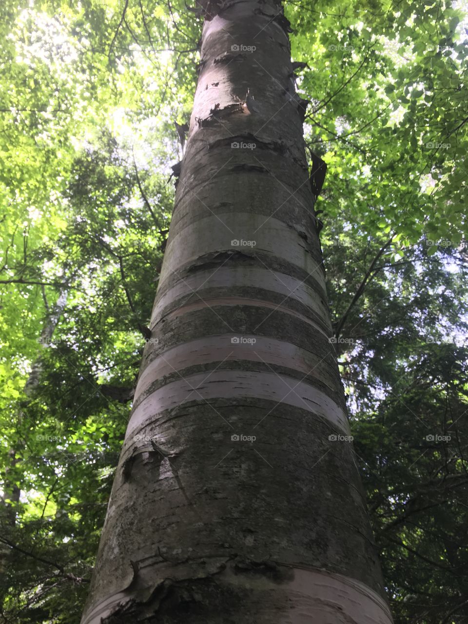 Wood, Tree, No Person, Nature, Outdoors