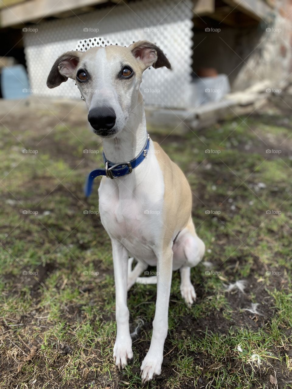 Whippet on a Spring Day