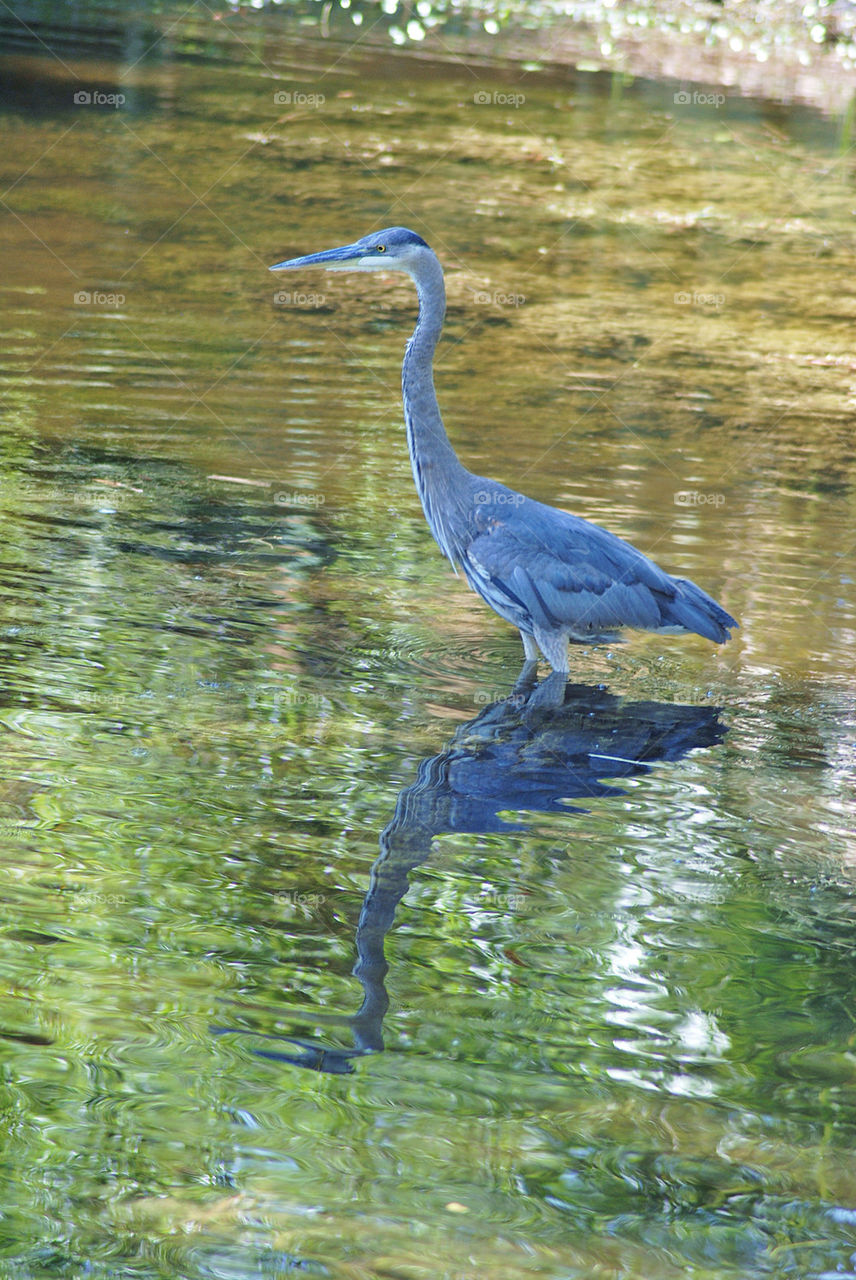 BLUE HERON