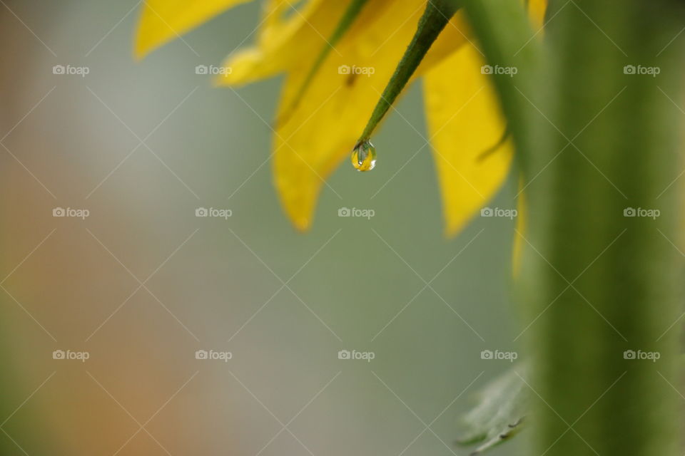 No Person, Blur, Nature, Leaf, Outdoors