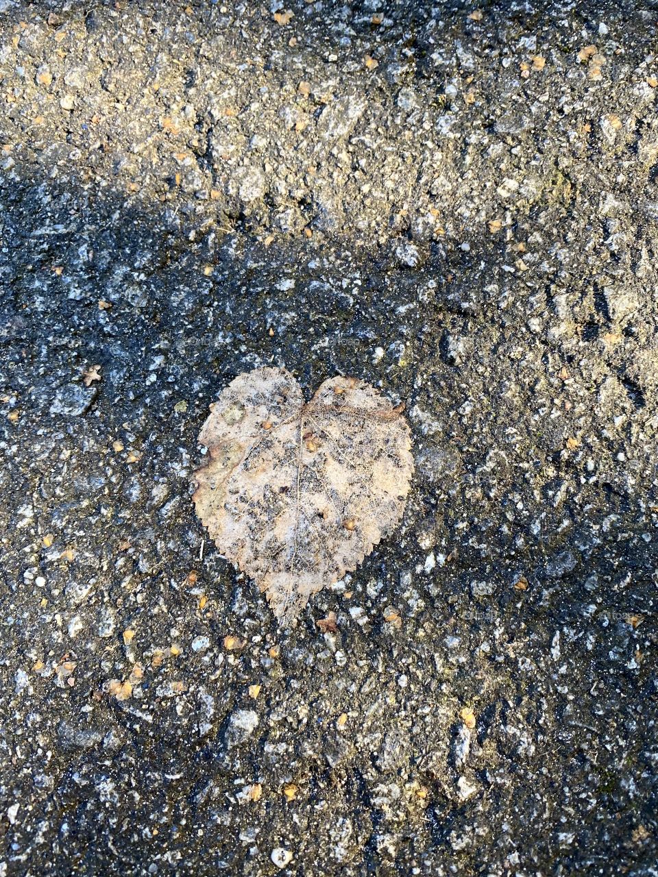 Heart leaf 