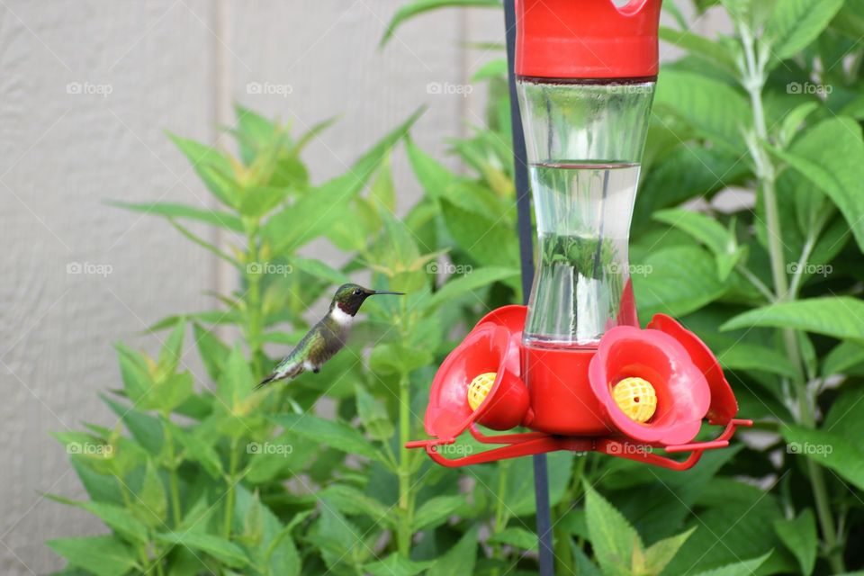 Hummingbird