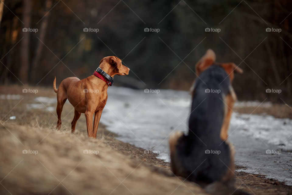 German shepherd young male dog playing with Hungarian vizsla dog outdoor at a spring evening