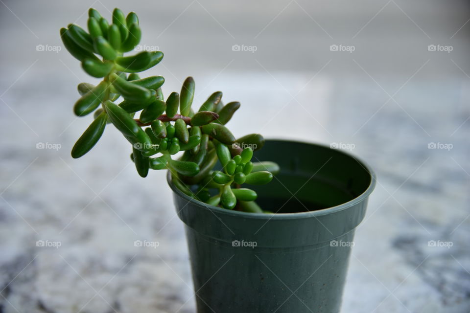 Green plant growing in pot