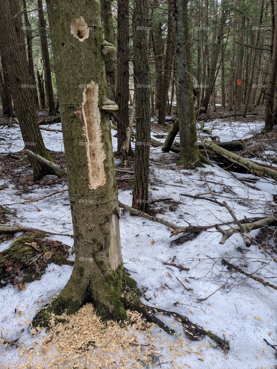 the work of woodpeckers on a tree