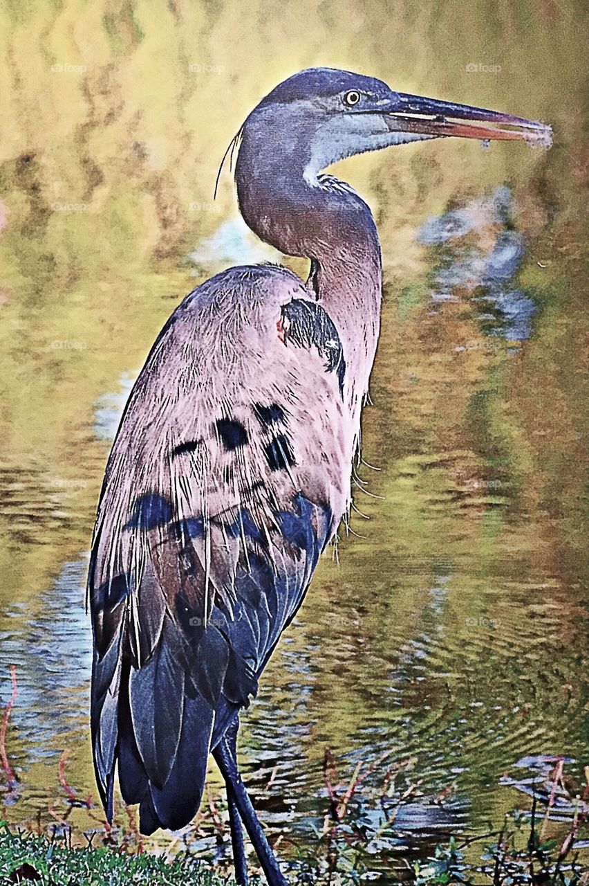 Beautiful South Carolina Bird 