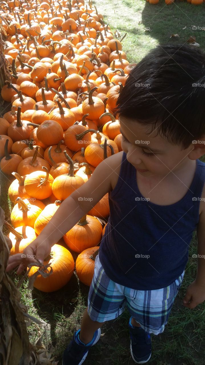 Grow, Pasture, Fall, Outdoors, Pumpkin