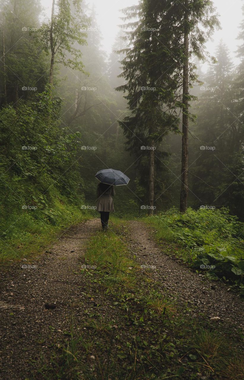 Late Summer Misty Hikes in the Bavarian Woodlands. 