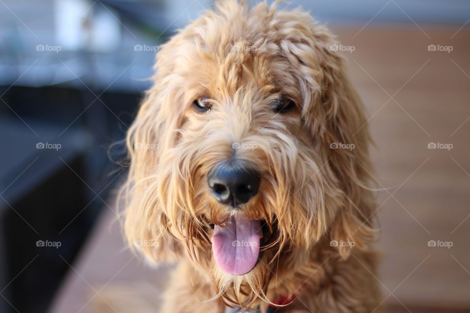 My 4 year old golden doodle, Marley.