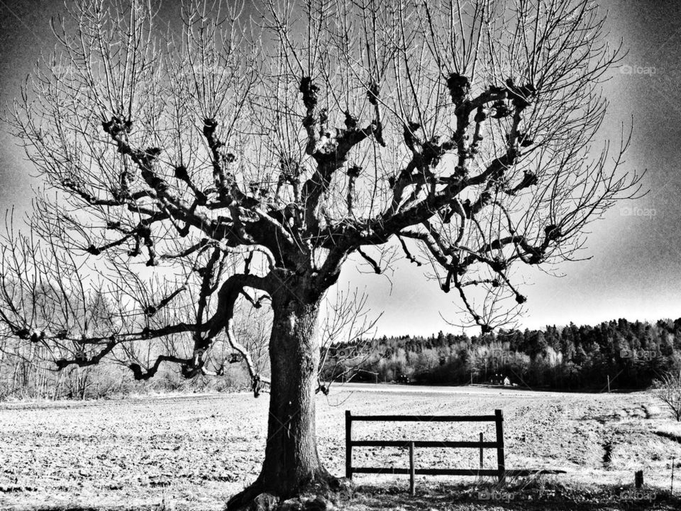 spring tree in black and white