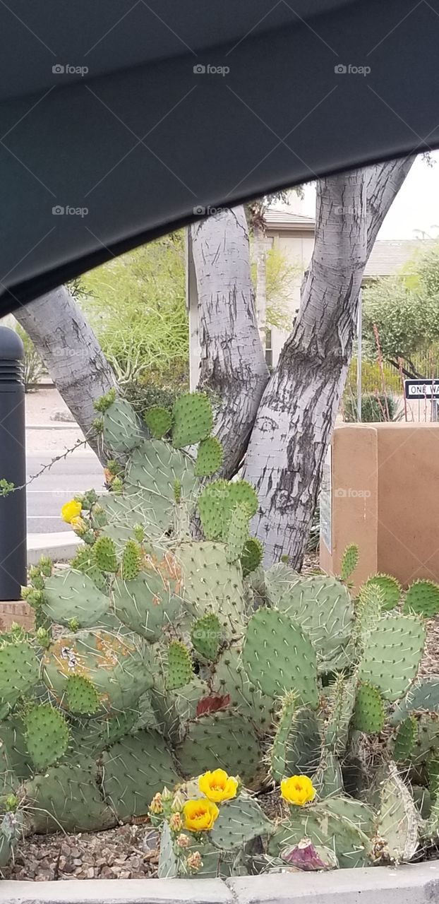 Beautiful Cactus!