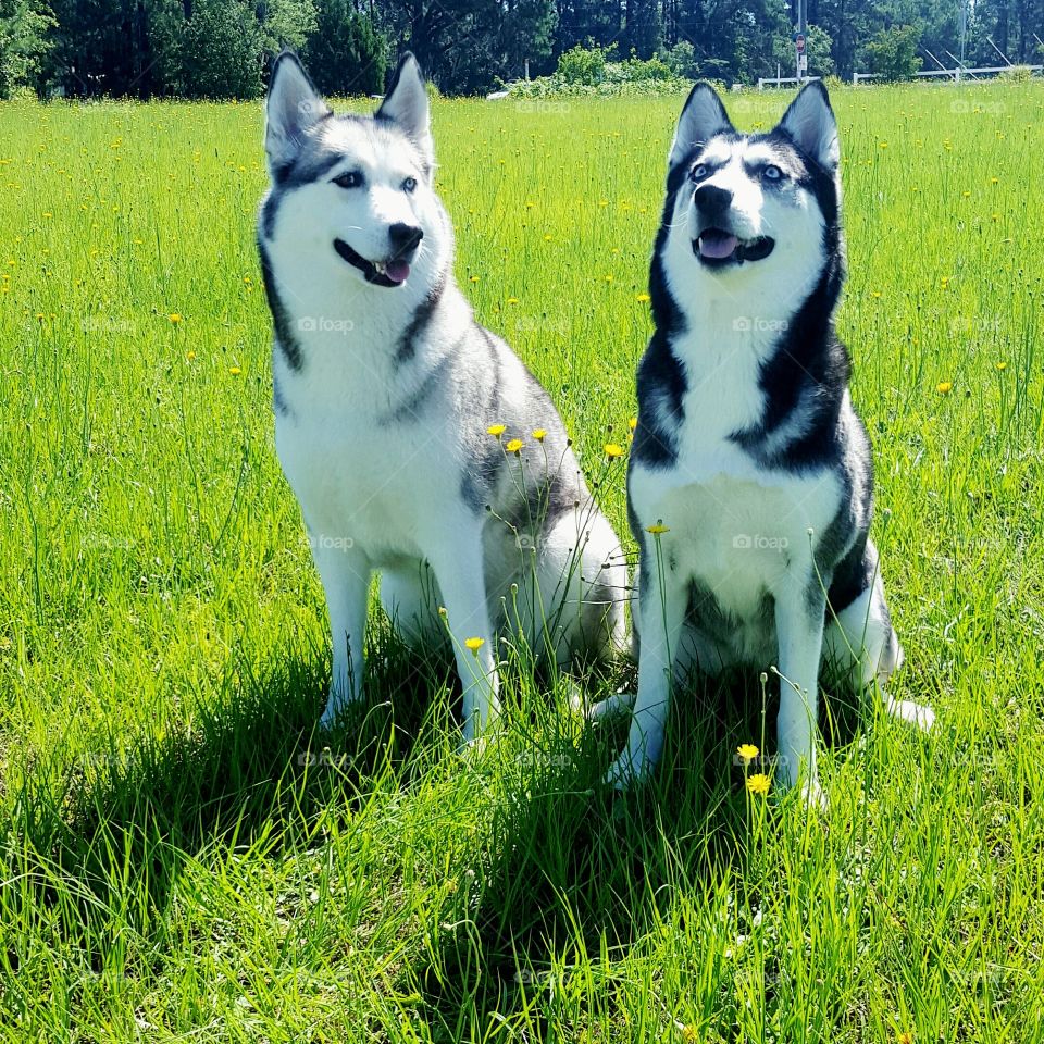 Two dogs sitting in grass