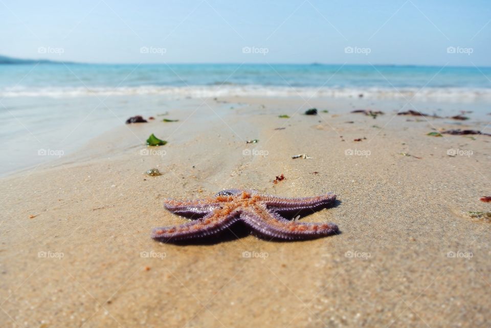 a starfish on the shore