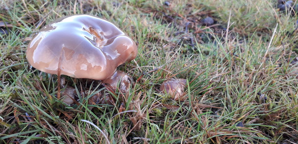 Slippery Jack mushroom in Ashdown Forest