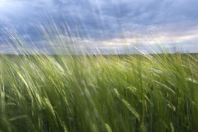 Wheat