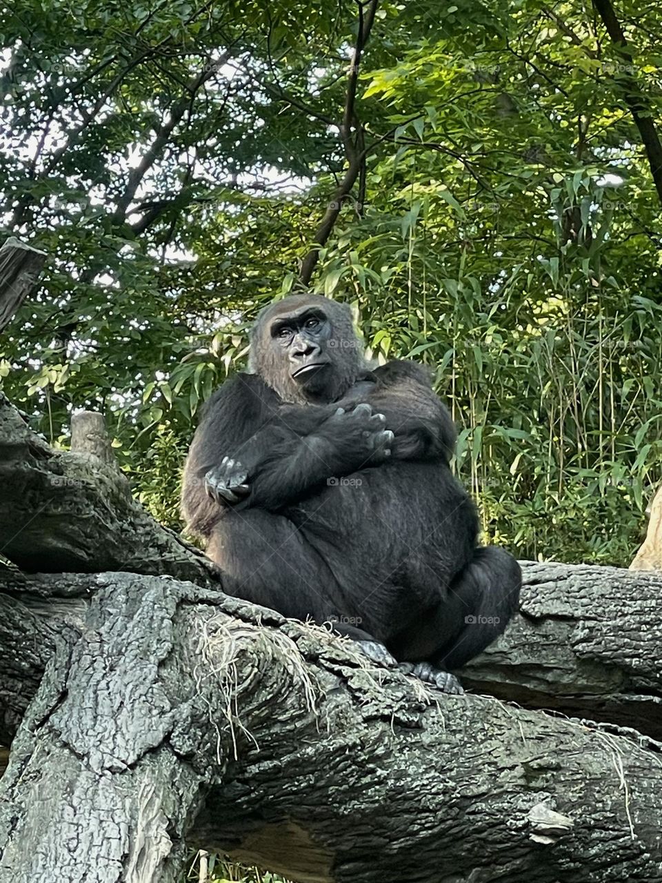 Gorilla at the Bronx zoo 