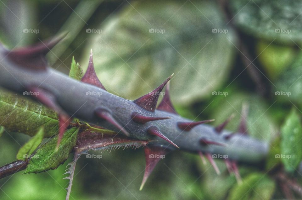 fresh soft triangular thorns on rose stem