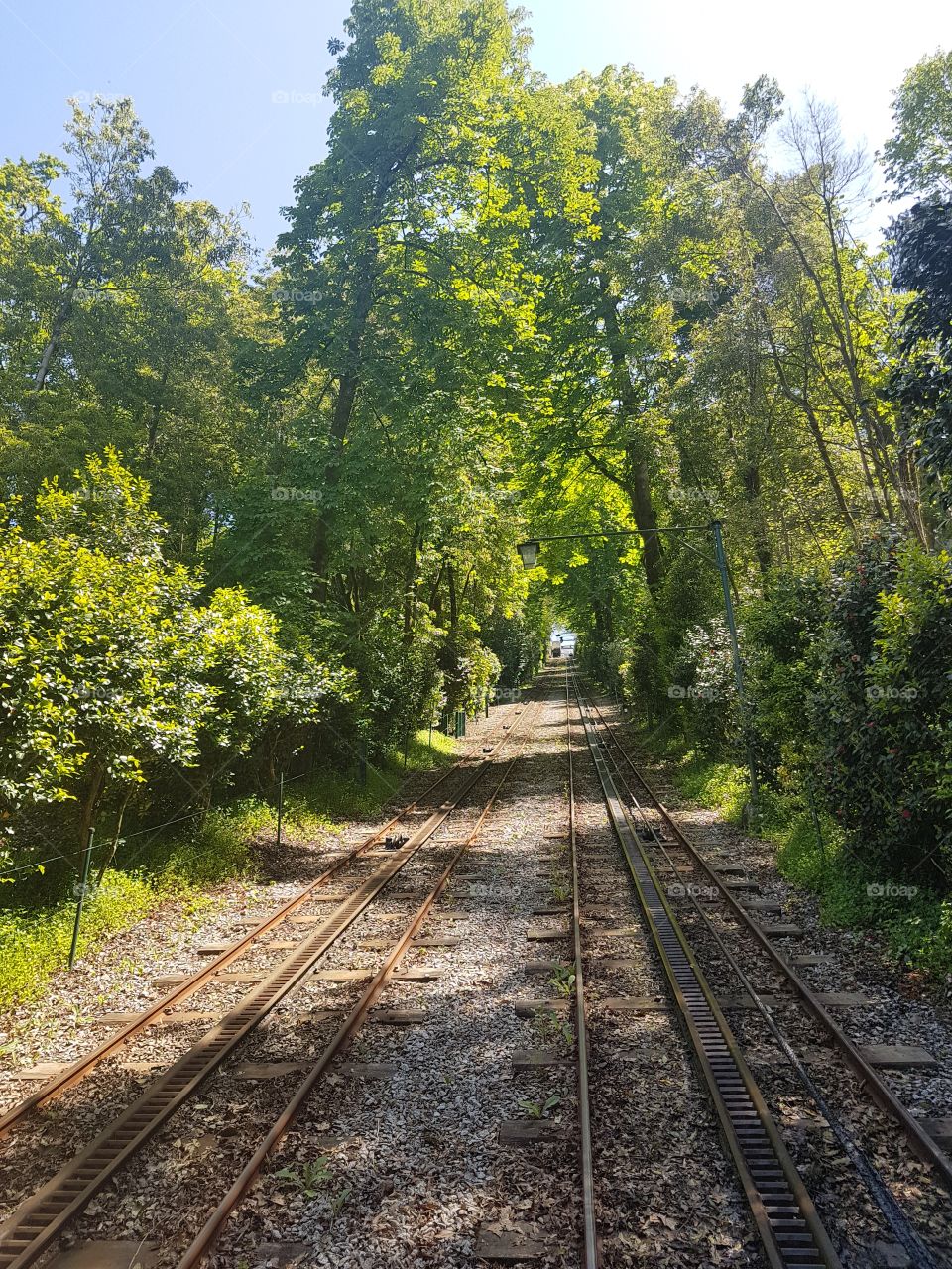 Old railway crossing a green forest in a sunny day