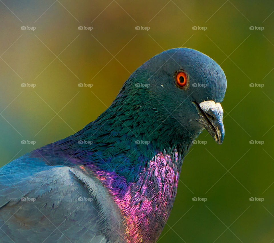 Bird photography  - Dove  - Pose