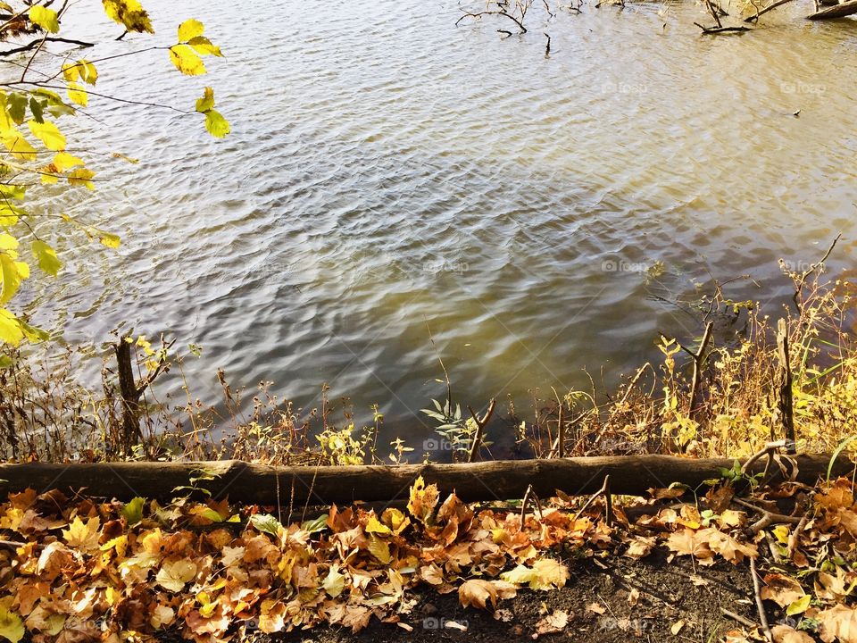 Golden autumn on the river