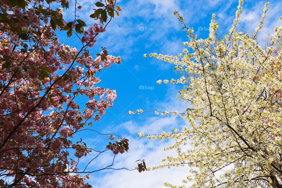 Cherry blossom and apple blossom