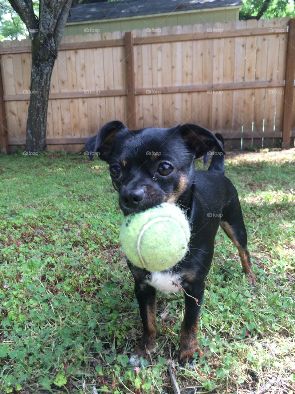Small dog, big ball
