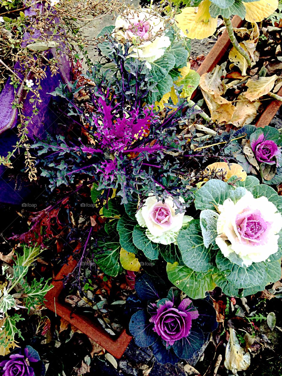 High angle view of blooming flowers