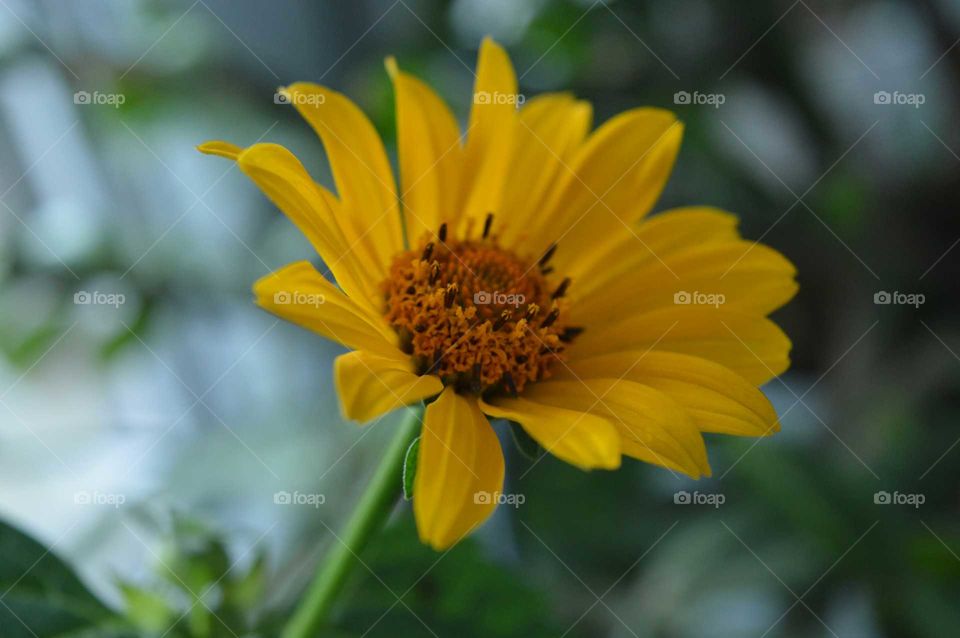 Close-up of sunflower