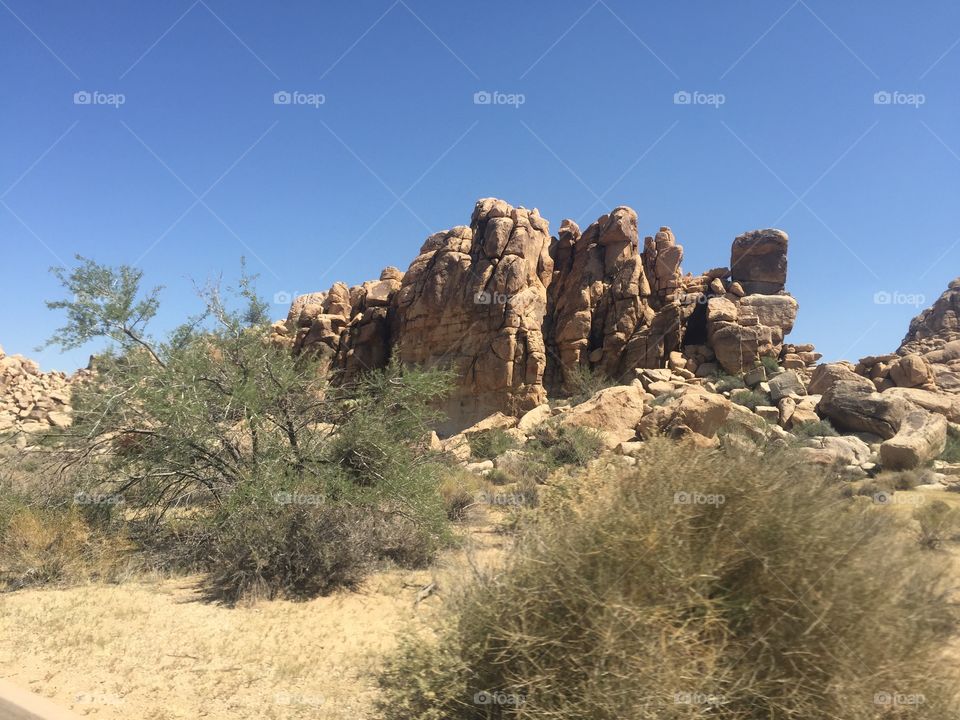 Joshua tree