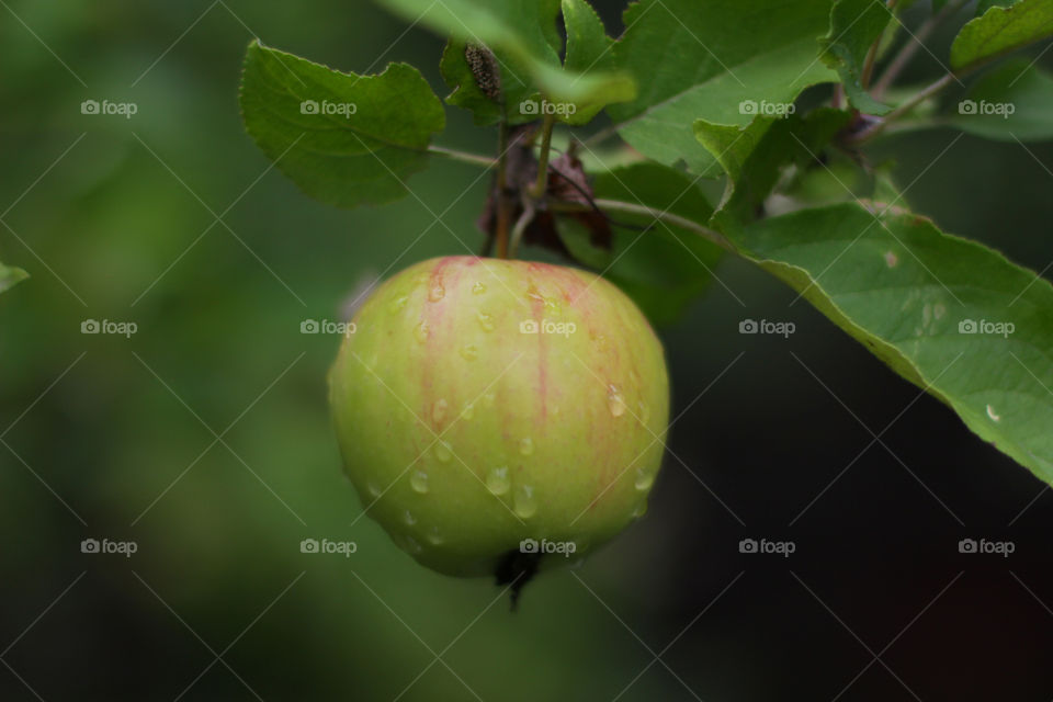 Apple after rain 