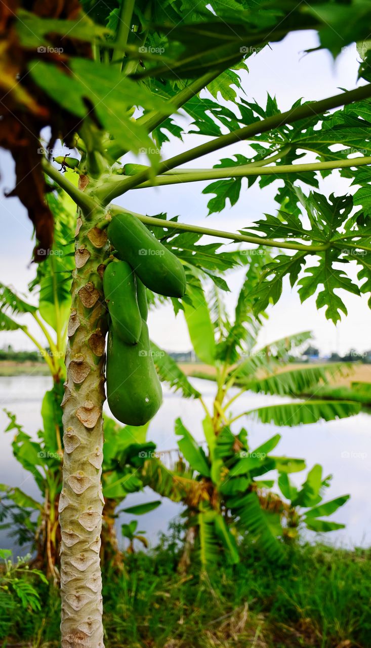 Beautiful green papaya on the tree