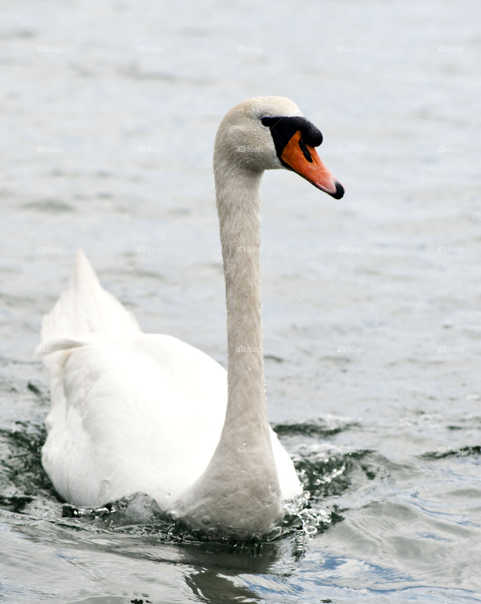 Close-up of white swimming swan